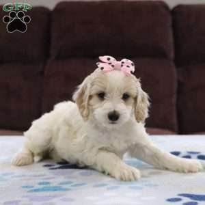 Bridget, Cockapoo Puppy